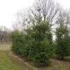 Douglasspar (Pseudotsuga Menziessii) -Directplant Winkel pseudotsuga menziesii 400 001