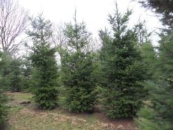 Douglasspar (Pseudotsuga Menziessii) 15 Douglasspar (Pseudotsuga Menziessii) -Directplant Winkel pseudotsuga menziesii 500 1