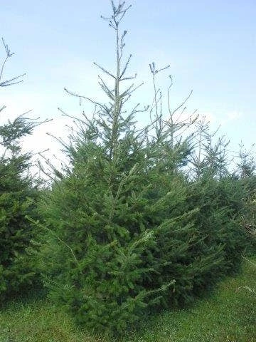 Douglasspar (Pseudotsuga Menziessii) 8 Douglasspar (Pseudotsuga Menziessii) - Afbeelding 6