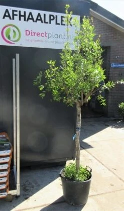 Granaatappel Op Stam (Punica Granatum) -Directplant Winkel punica01