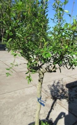 Granaatappel Op Stam (Punica Granatum) -Directplant Winkel punica02