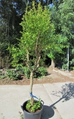 Granaatappel Op Stam (Punica Granatum) -Directplant Winkel punica03