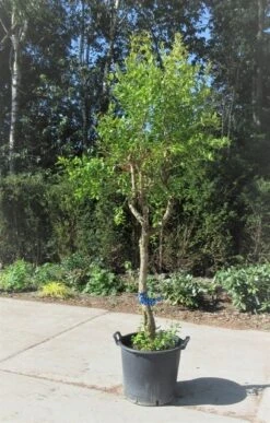 Granaatappel Op Stam (Punica Granatum) -Directplant Winkel punica04