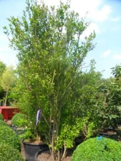 Granaatappel Als Struik (Punica Granatum) -Directplant Winkel punica granatum 250 300 c285 meerstammig