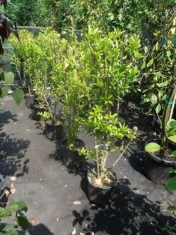 Granaatappel Als Struik (Punica Granatum) -Directplant Winkel punica granatum 80 100 125 c12