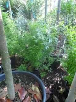 Granaatappel Als Struik (Punica Granatum) -Directplant Winkel punica granatum c10