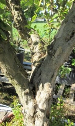 Granaatappel Op Stam (Punica Granatum) -Directplant Winkel punicaoud03 1