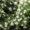 Klimroos (Rosa Banksiae 'Purezza') -Directplant Winkel purezza lr 1