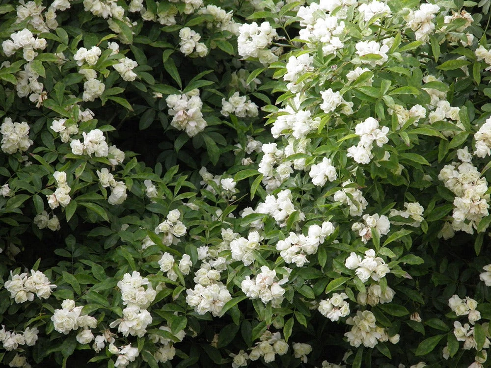 Klimroos (Rosa Banksiae 'Purezza') 3 Klimroos (Rosa Banksiae 'Purezza')