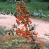 Vuurdoorn (Pyracantha 'Orange Glow') -Directplant Winkel pyocharm 3 2