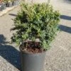 Vuurdoorn Als Bol (Pyracantha 'Navaho') -Directplant Winkel pyracantha navaho 2 2