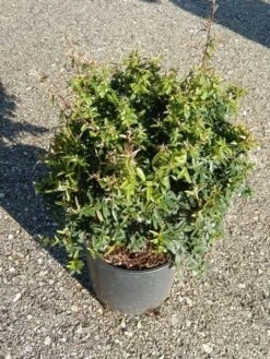 Vuurdoorn Als Bol (Pyracantha 'Navaho') -Directplant Winkel pyracantha navaho 3