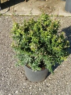 Vuurdoorn Als Bol (Pyracantha 'Navaho') -Directplant Winkel pyracantha navaho 4