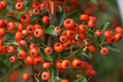 Vuurdoorn (Pyracantha 'Orange Glow') -Directplant Winkel pyracantha orange glow 10 1