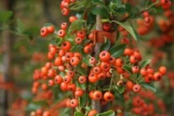 Vuurdoorn (Pyracantha 'Orange Glow') -Directplant Winkel pyracantha orange glow 11 1