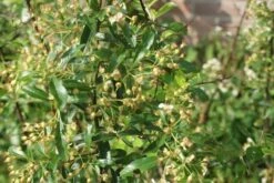 Vuurdoorn (Pyracantha 'Orange Glow') -Directplant Winkel pyracantha orange glow 1