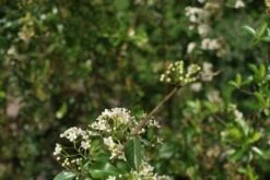Vuurdoorn (Pyracantha 'Orange Glow') 21 Vuurdoorn (Pyracantha 'Orange Glow') -Directplant Winkel pyracantha orange glow 2 2
