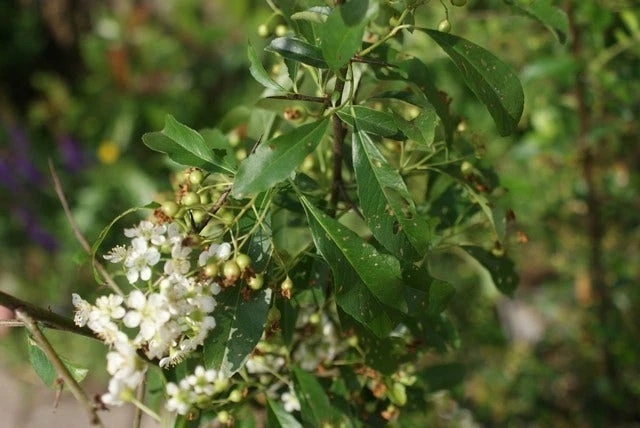 Vuurdoorn (Pyracantha 'Orange Glow') 11 Vuurdoorn (Pyracantha 'Orange Glow') - Afbeelding 9