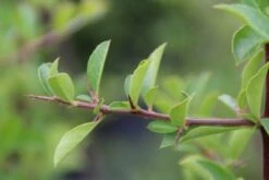 Vuurdoorn (Pyracantha 'Orange Glow') -Directplant Winkel pyracantha orange glow 4