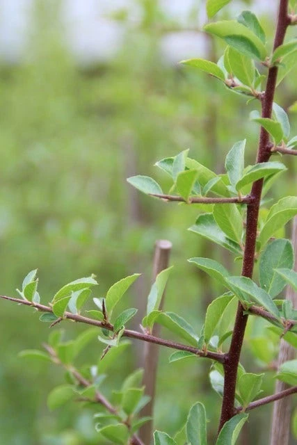Vuurdoorn (Pyracantha 'Orange Glow') 4 Vuurdoorn (Pyracantha 'Orange Glow') - Afbeelding 2