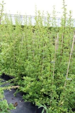 Vuurdoorn (Pyracantha 'Orange Glow') -Directplant Winkel pyracantha orange glow 6 1