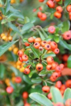 Vuurdoorn (Pyracantha 'Orange Glow') -Directplant Winkel pyracantha orange glow 7 1