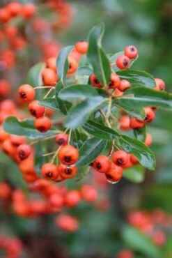Vuurdoorn (Pyracantha 'Orange Glow') -Directplant Winkel pyracantha orange glow 8 1