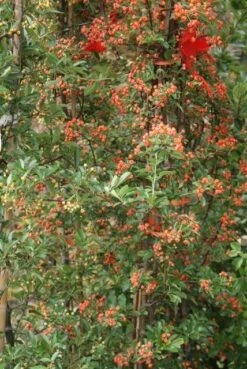 Vuurdoorn (Pyracantha 'Orange Glow') -Directplant Winkel pyracantha orange glow 9