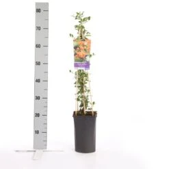 Vuurdoorn (Pyracantha 'Soleil D'Or') -Directplant Winkel pyracantha soleil d or