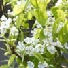 Sierpeer Als Leivorm (Pyrus Calleryana 'Chanticleer) -Directplant Winkel pyrus chanticleer 1