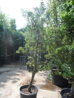 Perenboom (Pyrus Communis 'Gieser Wildeman') 11 Perenboom (Pyrus Communis 'Gieser Wildeman') -Directplant Winkel pyrus communis gieser wildeman 250 300 c150