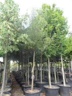 Perenboom (Pyrus Communis 'Gieser Wildeman') 8 Perenboom (Pyrus Communis 'Gieser Wildeman') -Directplant Winkel pyrus communis williams 18 20ho c160