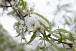 Sierpeer Als Struik (Pyrus Salicifolia 'Pendula') -Directplant Winkel pyrus salicifolia pendula 2