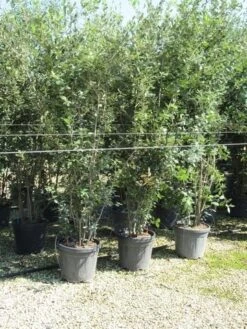 Steeneik Meerstammig (Quercus Ilex) -Directplant Winkel quercus ilex 200 250 meerstammig
