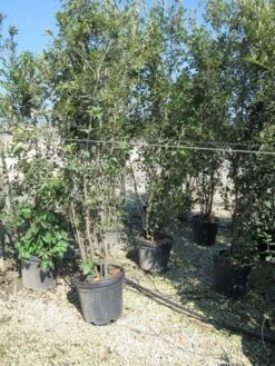 Steeneik Meerstammig (Quercus Ilex) -Directplant Winkel quercus ilex 200 250 meerstammig 2 1