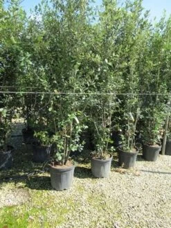 Steeneik Meerstammig (Quercus Ilex) -Directplant Winkel quercus ilex 200 250meerstammig
