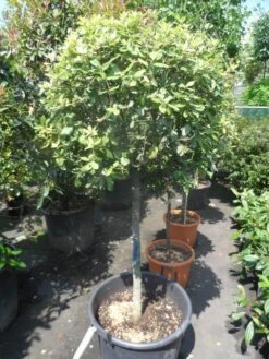 Steeneik Op Stam (Quercus Ilex) -Directplant Winkel quercus ilex halfstam c50 bol