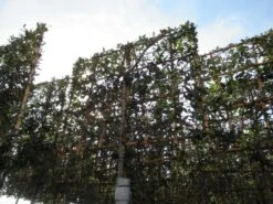 Steeneik Als Leivorm (Quercus Ilex) -Directplant Winkel quercus ilex leivorm 3