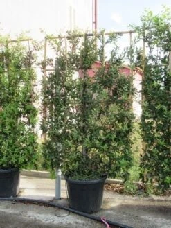 Steeneik Als Leivorm (Quercus Ilex) -Directplant Winkel quercus ilex leivorm 4 1