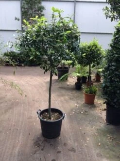 Steeneik Op Stam (Quercus Ilex) -Directplant Winkel quercus ilex op 80 cm stam 1