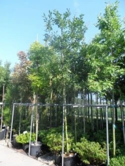 Zomereik (Quercus Robur) -Directplant Winkel quercus robur 10 12 14ho cont