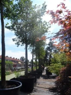 Zomereik (Quercus Robur) -Directplant Winkel quercus robur 35 40ho c750 1