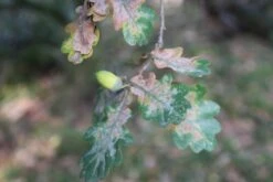Zomereik (Quercus Robur) -Directplant Winkel quercus robur eikenboom 1