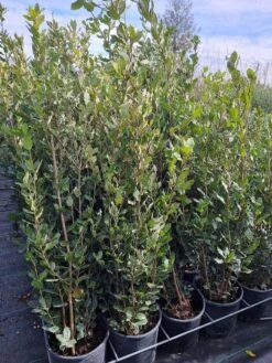 Steeneik Als Struik (Quercus Ilex) 19 Steeneik Als Struik (Quercus Ilex) -Directplant Winkel quercusilex steeneik voorraad02b