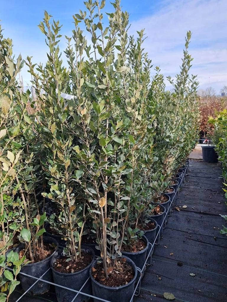 Steeneik Als Struik (Quercus Ilex) 7 Steeneik Als Struik (Quercus Ilex) - Afbeelding 5