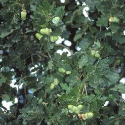 Zomereik, Bosplantsoen (Quercus Robur) -Directplant Winkel qurobur 5