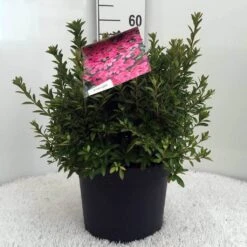 Japanse Azalea (Rhododendron 'Madame Van Hecke') -Directplant Winkel r. aj mme van hecke c10 2