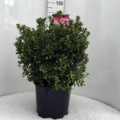 Japanse Azalea (Rhododendron 'Madame Van Hecke') -Directplant Winkel r. aj mme van hecke c15