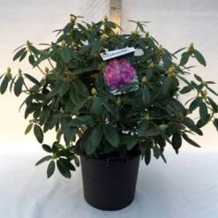 Rhododendron (Rhododendron Catawbiense 'Grandiflorum') -Directplant Winkel r. cat. grandiflorum c30