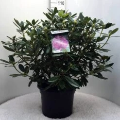 Rhododendron (Rhododendron Catawbiense 'Grandiflorum') -Directplant Winkel r. cat grandiflorum c20
